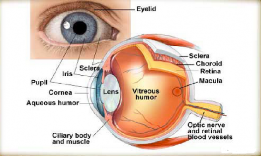 Eyeball